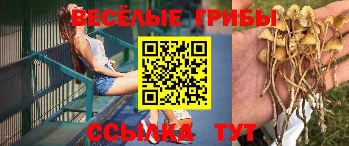 Чайковский  Псилоцибиновые грибы Psilocybe  Вход с VPN 